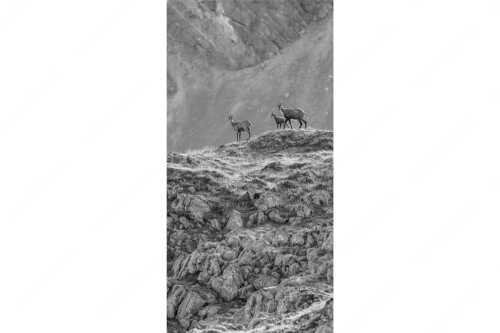 Gämsen mit Kitz im Karwendelgebirge - Gamslan - Seitenverhältnis 1:2 - Gämsen im Karwendel - weitere Infos unter https://www.kriner-weiermann.de