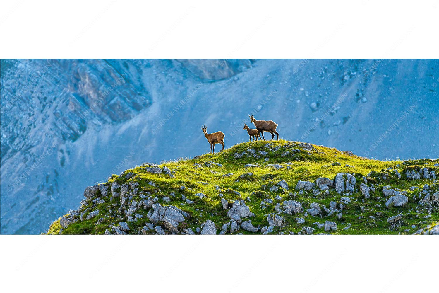 Gamslan – Seitenverhältnis 2,5:1 — Gämsen im Karwendel Gämsen mit Kitz im Karwendelgebirge