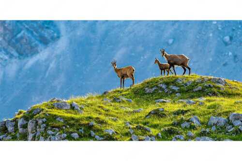 Gämsen mit Kitz im Karwendelgebirge - Gamslan - Seitenverhältnis 2:1 - Gämsen im Karwendel - weitere Infos unter https://www.kriner-weiermann.de