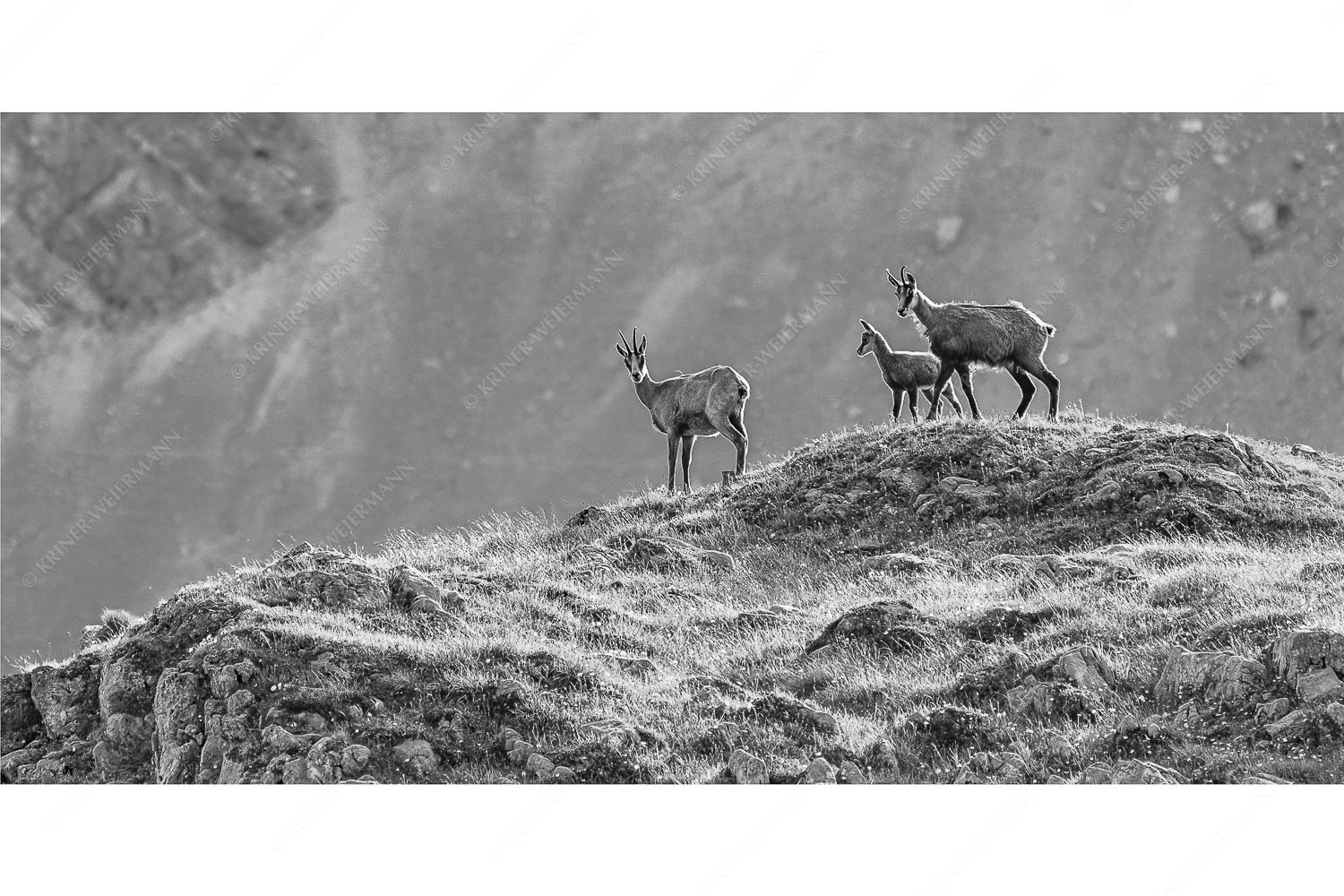 Gamslan – Seitenverhältnis 2:1 — Gämsen im Karwendel Gämsen mit Kitz im Karwendelgebirge