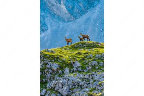 Gämsen mit Kitz im Karwendelgebirge - Gamslan - Seitenverhältnis 2:3 - Gämsen im Karwendel - weitere Infos unter https://www.kriner-weiermann.de