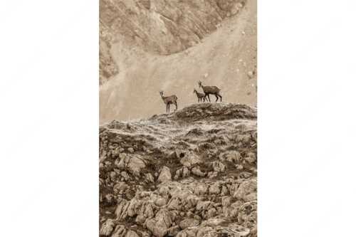 Gämsen mit Kitz im Karwendelgebirge - Gamslan - Seitenverhältnis 2:3 - Gämsen im Karwendel - weitere Infos unter https://www.kriner-weiermann.de