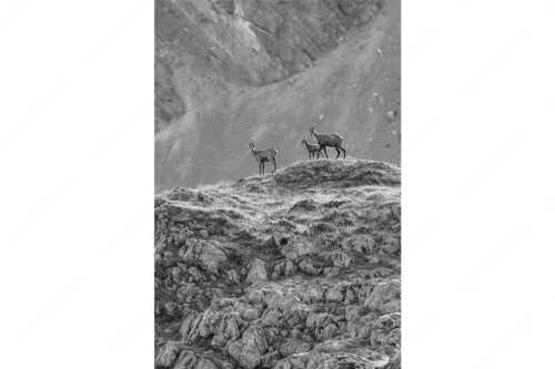 Gämsen mit Kitz im Karwendelgebirge - Gamslan - Seitenverhältnis 2:3 - Gämsen im Karwendel - weitere Infos unter https://www.kriner-weiermann.de