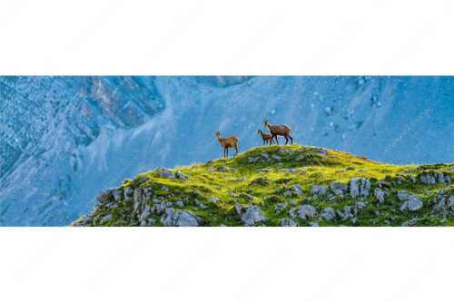 Gämsen mit Kitz im Karwendelgebirge - Gamslan - Seitenverhältnis 3:1 - Gämsen im Karwendel - weitere Infos unter https://www.kriner-weiermann.de