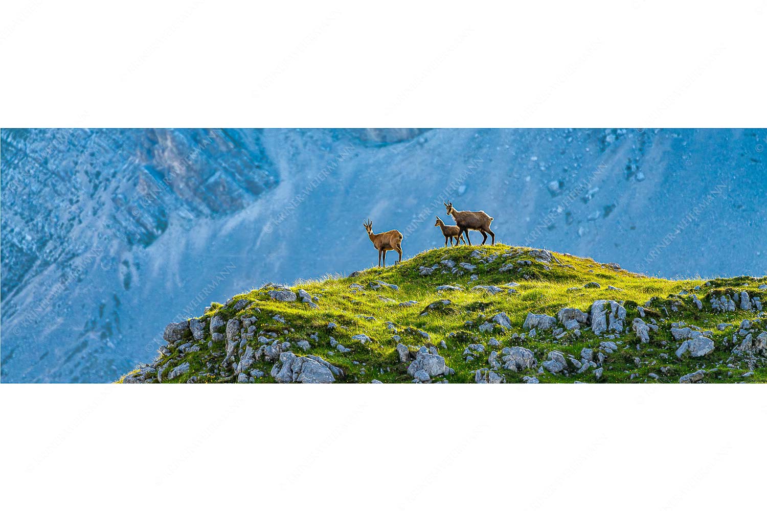 Gamslan – Seitenverhältnis 3:1 — Gämsen im Karwendel Gämsen mit Kitz im Karwendelgebirge