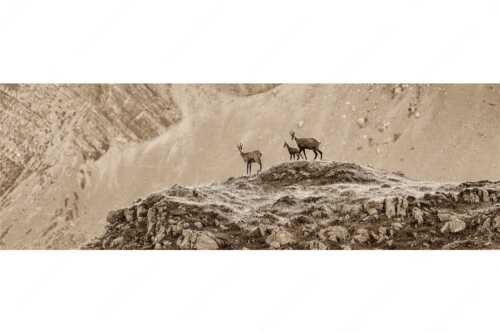 Gämsen mit Kitz im Karwendelgebirge - Gamslan - Seitenverhältnis 3:1 - Gämsen im Karwendel - weitere Infos unter https://www.kriner-weiermann.de