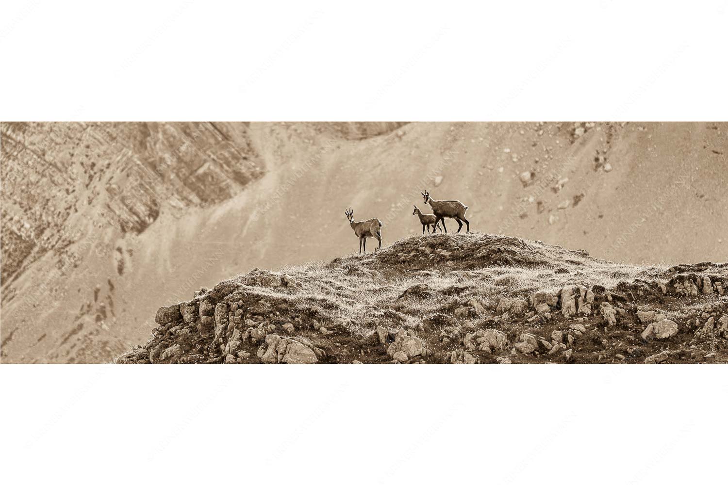 Gamslan – Seitenverhältnis 3:1 — Gämsen im Karwendel Gämsen mit Kitz im Karwendelgebirge