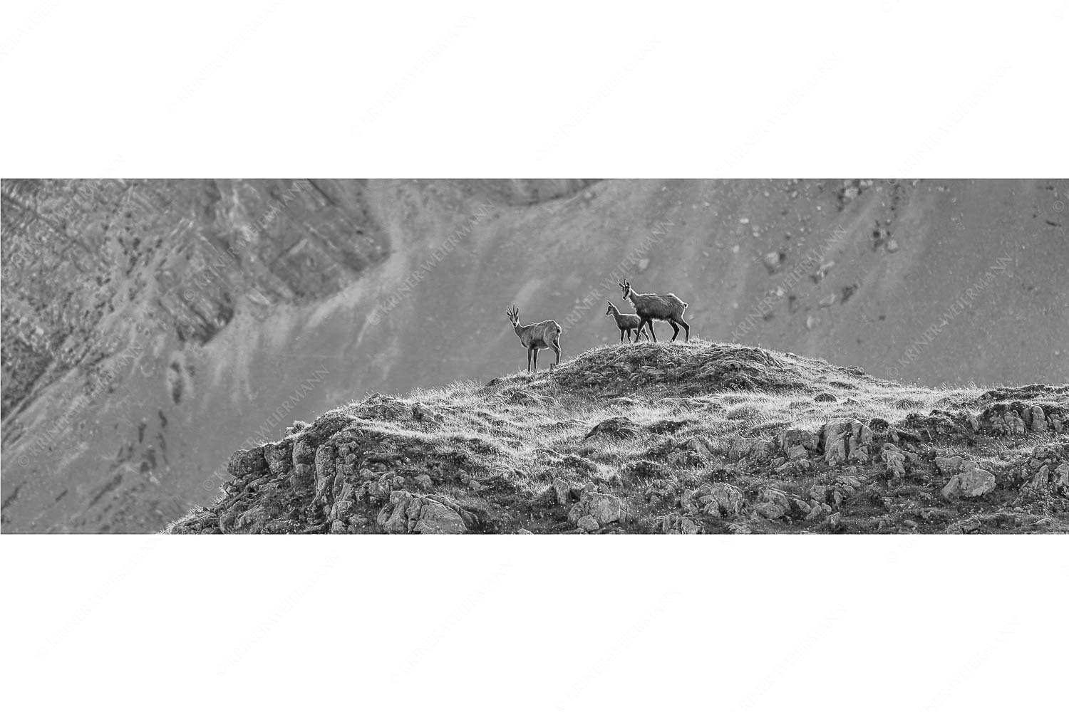 Gamslan – Seitenverhältnis 3:1 — Gämsen im Karwendel Gämsen mit Kitz im Karwendelgebirge