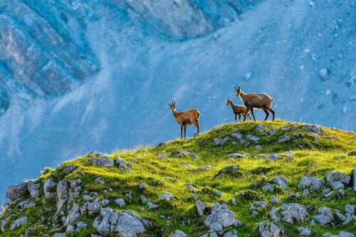 Gämsen mit Kitz im Karwendelgebirge - Gamslan - Seitenverhältnis 3:2 - Gämsen im Karwendel - weitere Infos unter https://www.kriner-weiermann.de