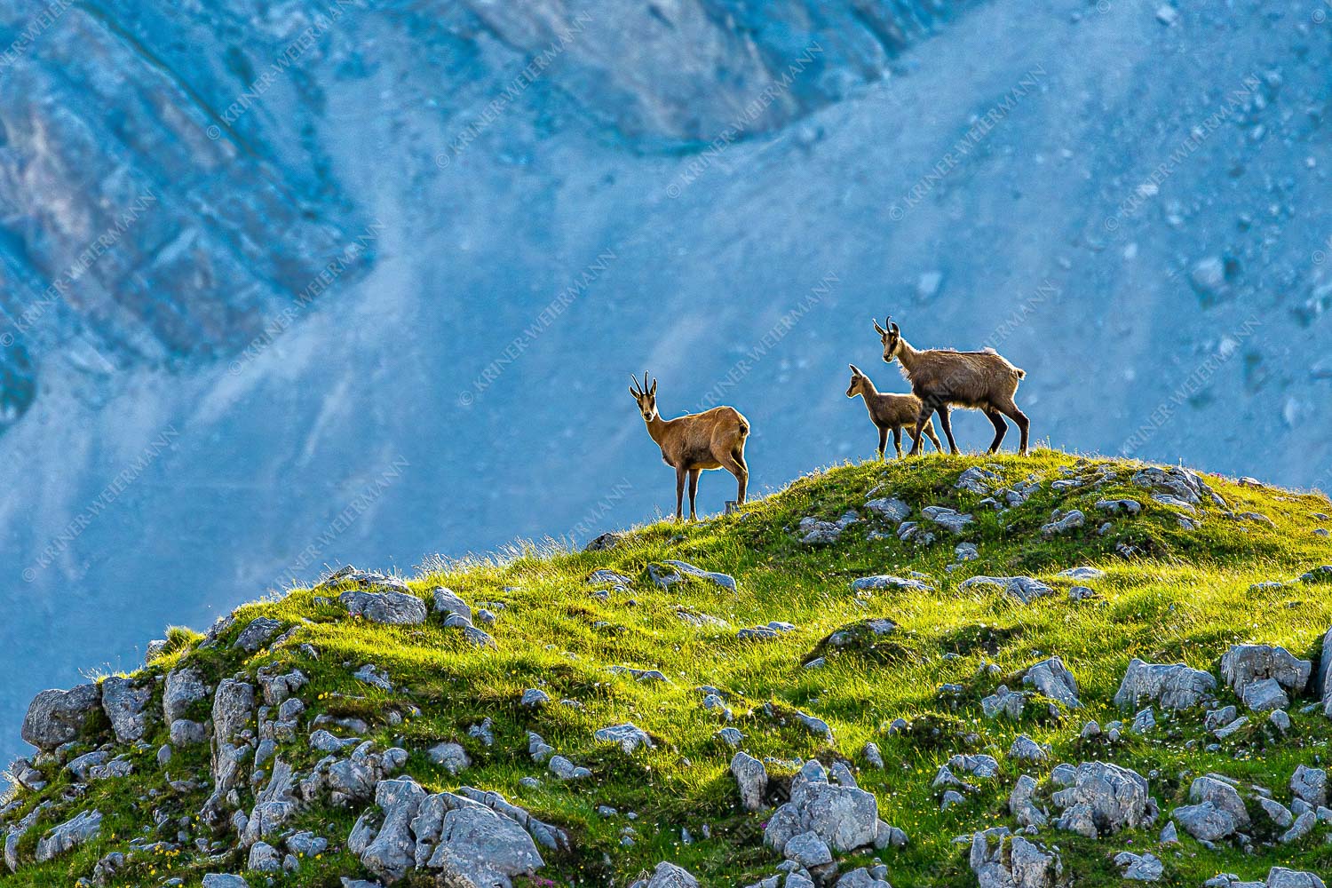 Gamslan – Seitenverhältnis 3:2 — Gämsen im Karwendel Gämsen mit Kitz im Karwendelgebirge