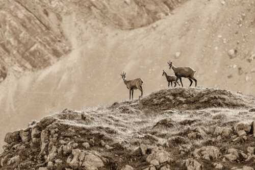 Gämsen mit Kitz im Karwendelgebirge - Gamslan - Seitenverhältnis 3:2 - Gämsen im Karwendel - weitere Infos unter https://www.kriner-weiermann.de