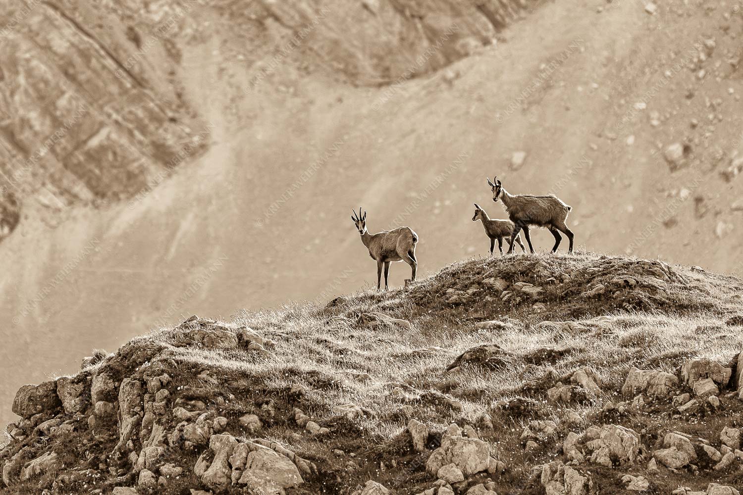 Gamslan – Seitenverhältnis 3:2 — Gämsen im Karwendel Gämsen mit Kitz im Karwendelgebirge