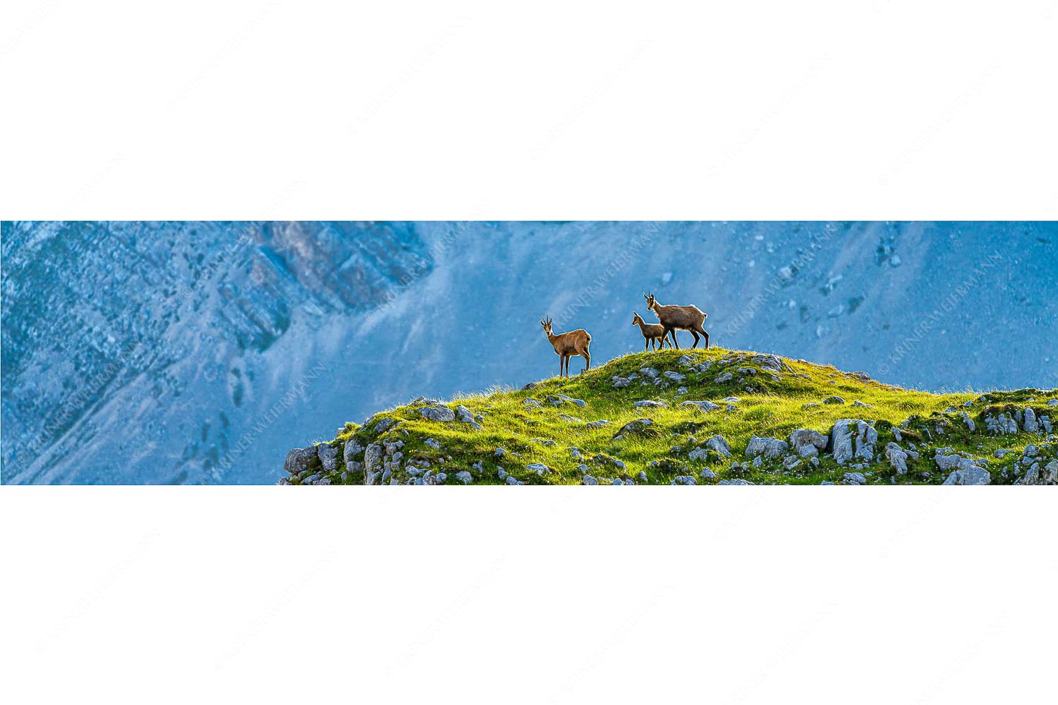 Gamslan – Seitenverhältnis 4:1 — Gämsen im Karwendel Gämsen mit Kitz im Karwendelgebirge