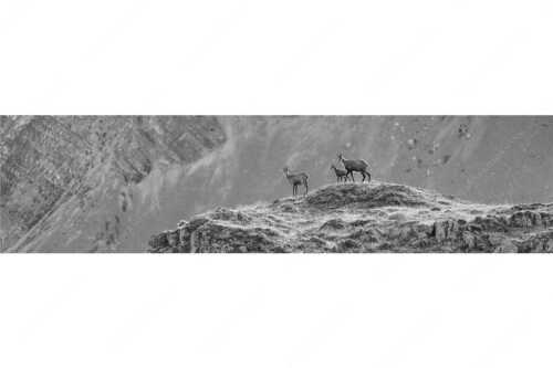 Gämsen mit Kitz im Karwendelgebirge - Gamslan - Seitenverhältnis 4:1 - Gämsen im Karwendel - weitere Infos unter https://www.kriner-weiermann.de