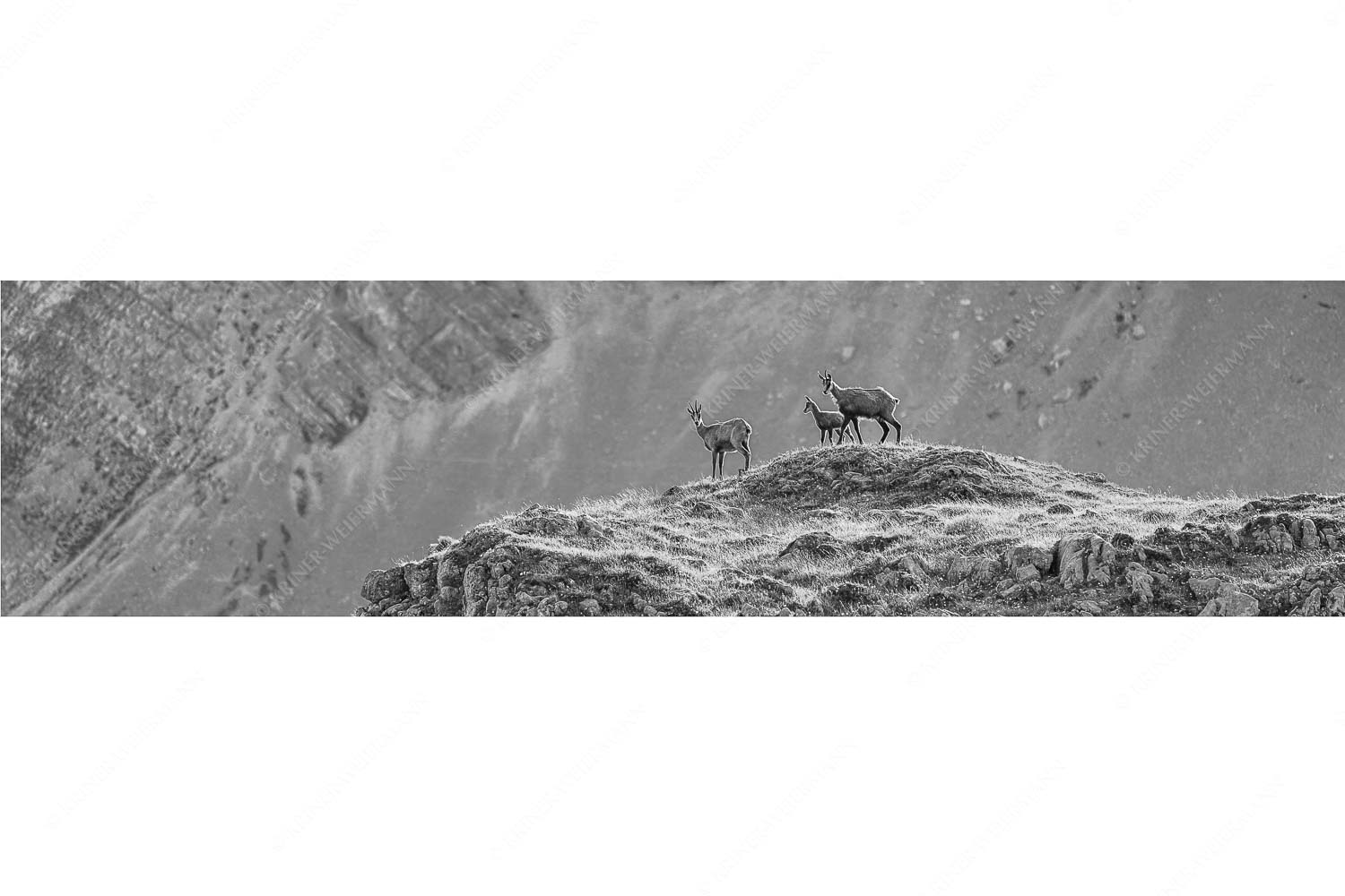 Gämsen mit Kitz im Karwendelgebirge - Gamslan - Seitenverhältnis 4:1 - Gämsen im Karwendel - weitere Infos unter https://www.kriner-weiermann.de