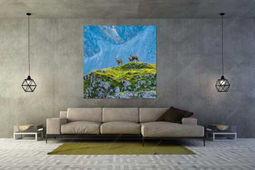 Gämsen mit Kitz im Karwendelgebirge - Gamslan - Größe ca. 160x160cm, Seitenverhältnis 1:1 - Gämsen im Karwendel - weitere Infos unter https://www.kriner-weiermann.de