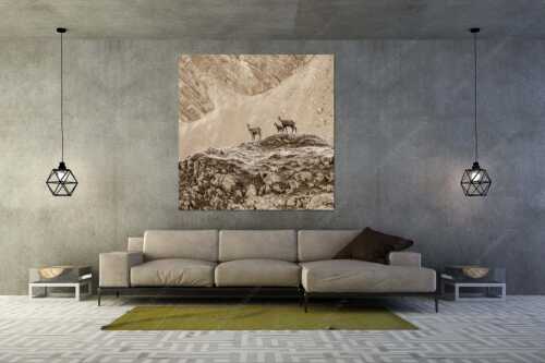 Gämsen mit Kitz im Karwendelgebirge - Gamslan - Größe ca. 160x160cm, Seitenverhältnis 1:1 - Gämsen im Karwendel - weitere Infos unter https://www.kriner-weiermann.de