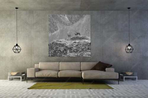 Gämsen mit Kitz im Karwendelgebirge - Gamslan - Größe ca. 160x160cm, Seitenverhältnis 1:1 - Gämsen im Karwendel - weitere Infos unter https://www.kriner-weiermann.de