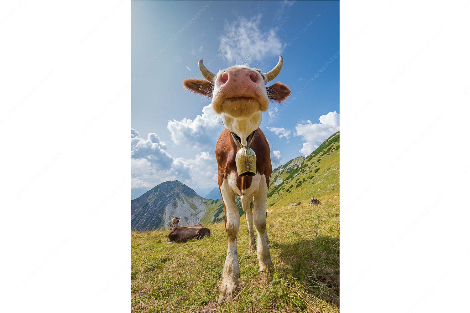Jungvieh bei der Weilheimerhütte im Estergebirge - Gestatten - Seitenverhältnis 2:3 - Jungvieh im Estergebirge - weitere Infos unter https://www.kriner-weiermann.de