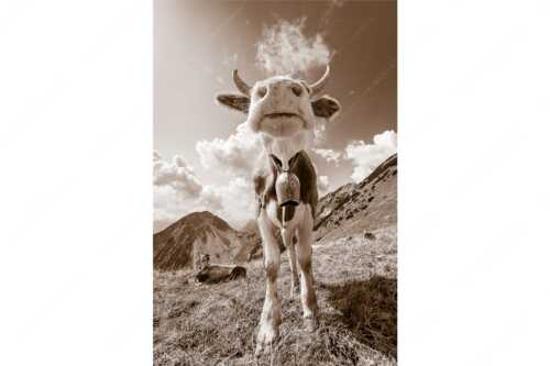 Jungvieh bei der Weilheimerhütte im Estergebirge - Gestatten - Seitenverhältnis 2:3 - Jungvieh im Estergebirge - weitere Infos unter https://www.kriner-weiermann.de