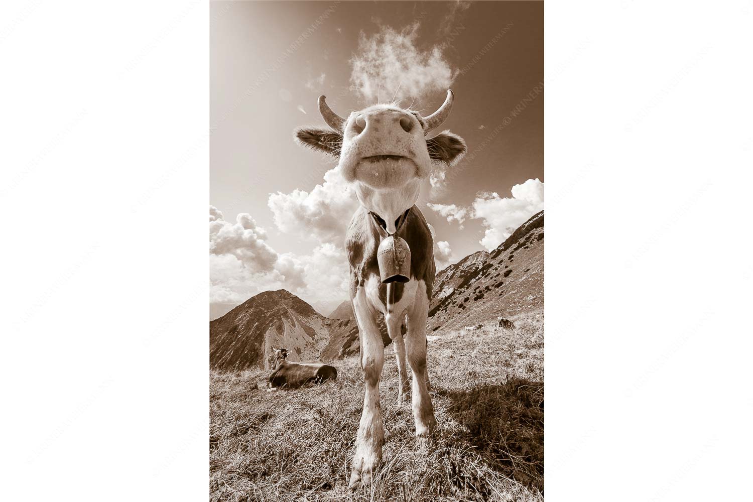 Jungvieh bei der Weilheimerhütte im Estergebirge - Gestatten - Seitenverhältnis 2:3 - Jungvieh im Estergebirge - weitere Infos unter https://www.kriner-weiermann.de