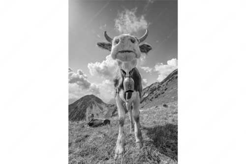 Jungvieh bei der Weilheimerhütte im Estergebirge - Gestatten - Seitenverhältnis 2:3 - Jungvieh im Estergebirge - weitere Infos unter https://www.kriner-weiermann.de