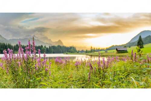 Wetterbesserung nach einem Gewitterregen am Geroldsee - Gewöhnlicher Blutweiderich - Seitenverhältnis 2:1 - Geroldsee mit Zugspitze - weitere Infos unter https://www.kriner-weiermann.de