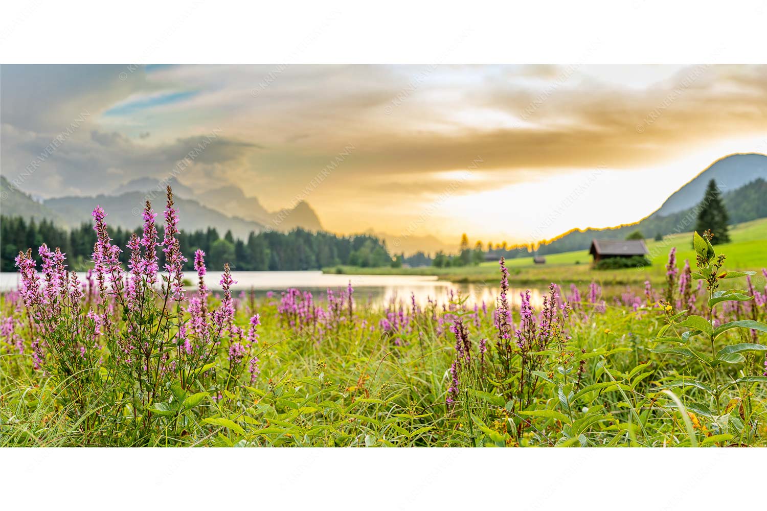 Gewöhnlicher Blutweiderich – Seitenverhältnis 2:1 — Geroldsee mit Zugspitze Wetterbesserung nach einem Gewitterregen am Geroldsee