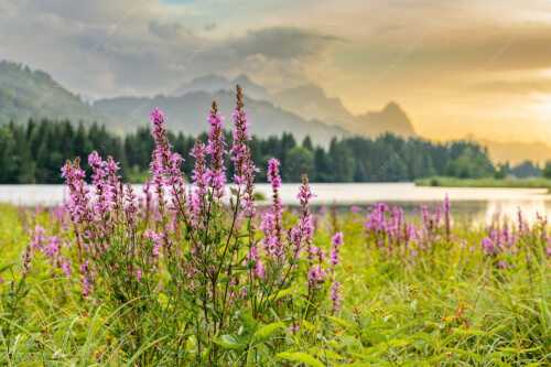 Wetterbesserung nach einem Gewitterregen am Geroldsee - Gewöhnlicher Blutweiderich - Seitenverhältnis 3:2 - Geroldsee mit Zugspitze - weitere Infos unter https://www.kriner-weiermann.de