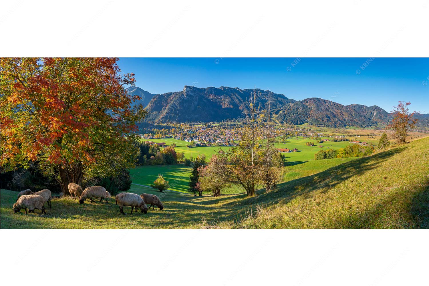 Goldener Oktober – Seitenverhältnis 2,5:1 — Schafe bei Oberammergau Schafe bei Oberammergau mit Kofel im Ammergebirge