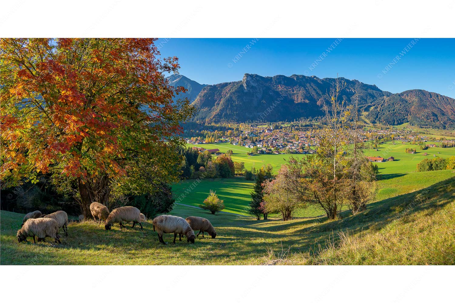 Goldener Oktober – Seitenverhältnis 2:1 — Schafe bei Oberammergau Schafe bei Oberammergau mit Kofel im Ammergebirge