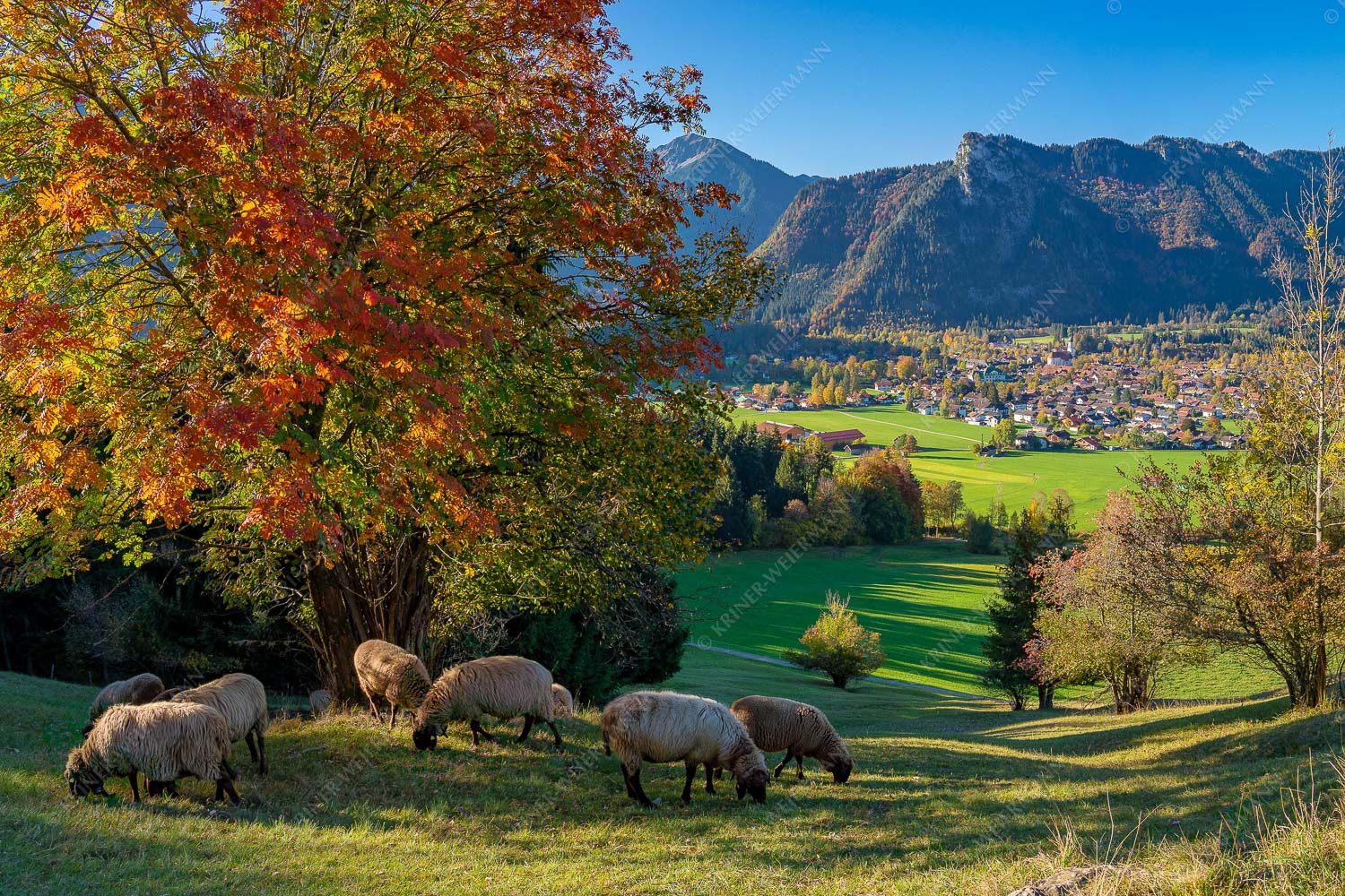 Goldener Oktober – Seitenverhältnis 3:2 — Schafe bei Oberammergau Schafe bei Oberammergau mit Kofel im Ammergebirge