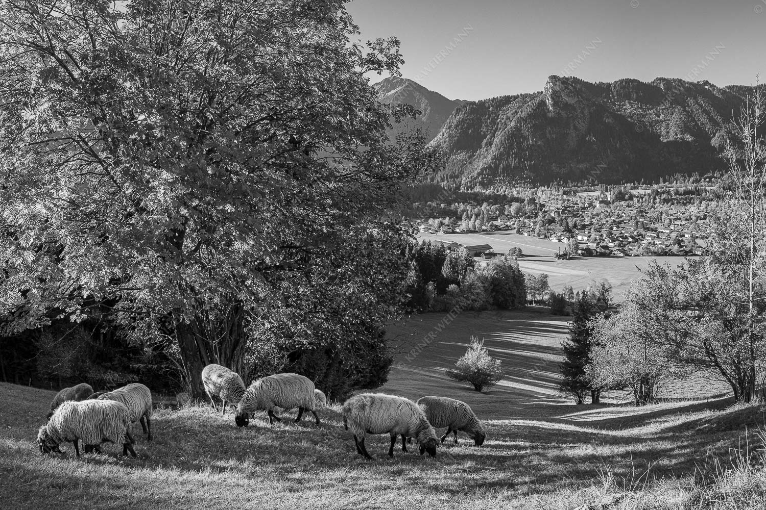 Goldener Oktober – Seitenverhältnis 3:2 — Schafe bei Oberammergau Schafe bei Oberammergau mit Kofel im Ammergebirge