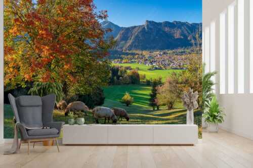 Schafe bei Oberammergau mit Kofel im Ammergebirge - Goldener Oktober - Größe ca. 300x200cm, Seitenverhältnis 3:2 - Schafe bei Oberammergau - weitere Infos unter https://www.kriner-weiermann.de