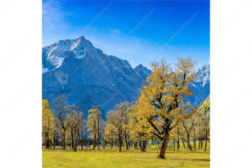 Blick über Großen Ahornboden zur Spritzkarspitze im Karwendelgebirge - Goldgrube - Seitenverhältnis 1:1 - Herbstfärbung am Ahornboden - weitere Infos unter https://www.kriner-weiermann.de