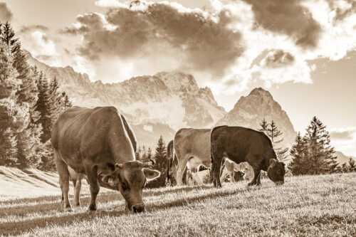 Rindvieh am Gschwandnerbauer vor dem Zugspitzmassiv - Grasen - Seitenverhältnis 3:2 - Kühe mit Wettersteingebirge - weitere Infos unter https://www.kriner-weiermann.de