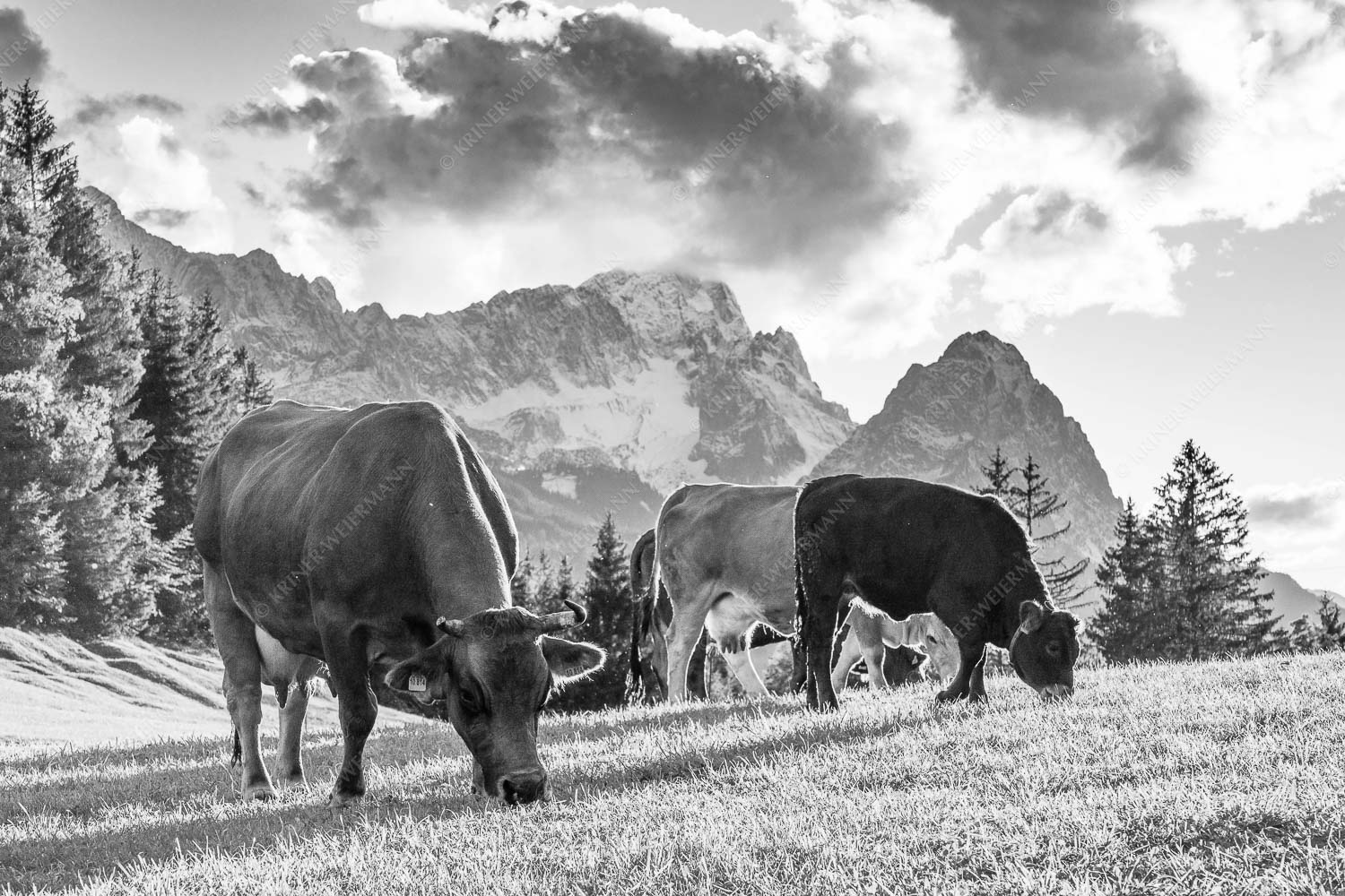 Rindvieh am Gschwandnerbauer vor dem Zugspitzmassiv - Grasen - Seitenverhältnis 3:2 - Kühe mit Wettersteingebirge - weitere Infos unter https://www.kriner-weiermann.de