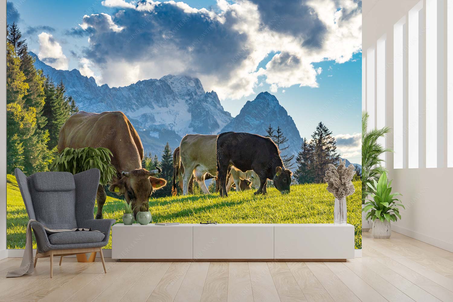 Grasen – Größe ca. 300x200cm, Seitenverhältnis 3:2 — Kühe mit Wettersteingebirge Rindvieh am Gschwandnerbauer vor dem Zugspitzmassiv - Grasen - Größe ca. 300x200cm, Seitenverhältnis 3:2 - Kühe mit Wettersteingebirge - weitere Infos unter https://www.kriner-weiermann.de