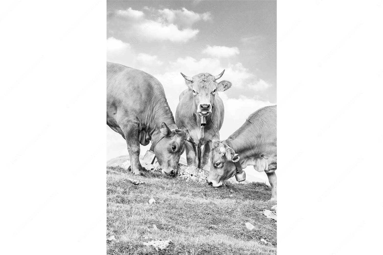 Gschlecki – Seitenverhältnis 2:3 — Murnau-Werdenfelser Rinder Junge Werdenfelser Rinder auf der Kuhalm im Estergebirge
