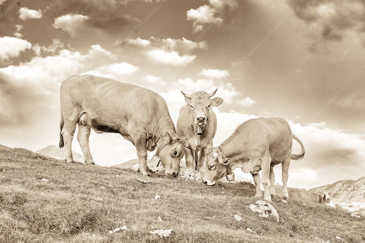 Gschlecki – Seitenverhältnis 3:2 — Murnau-Werdenfelser Rinder Junge Werdenfelser Rinder auf der Kuhalm im Estergebirge