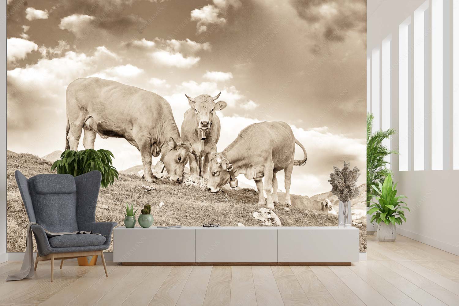 Gschlecki – Größe ca. 300x200cm, Seitenverhältnis 3:2 — Murnau-Werdenfelser Rinder Junge Werdenfelser Rinder auf der Kuhalm im Estergebirge - Gschlecki - Größe ca. 300x200cm, Seitenverhältnis 3:2 - Murnau-Werdenfelser Rinder - weitere Infos unter https://www.kriner-weiermann.de