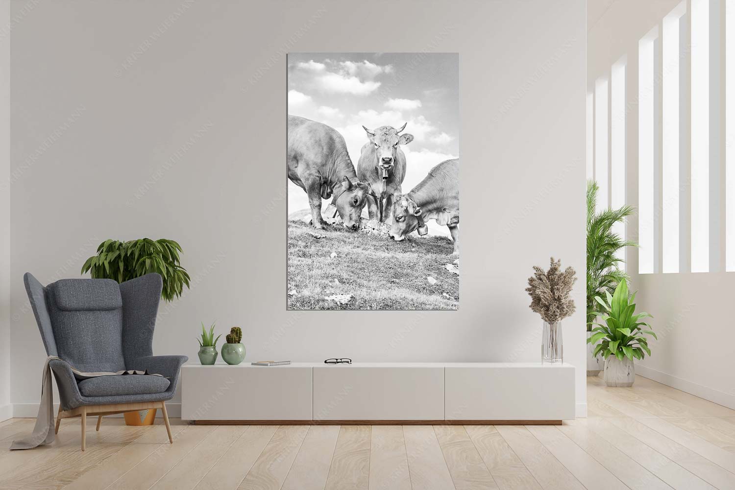 Gschlecki – Größe ca. 120x180cm, Seitenverhältnis 2:3 — Murnau-Werdenfelser Rinder Junge Werdenfelser Rinder auf der Kuhalm im Estergebirge - Gschlecki - Größe ca. 120x180cm, Seitenverhältnis 2:3 - Murnau-Werdenfelser Rinder - weitere Infos unter https://www.kriner-weiermann.de