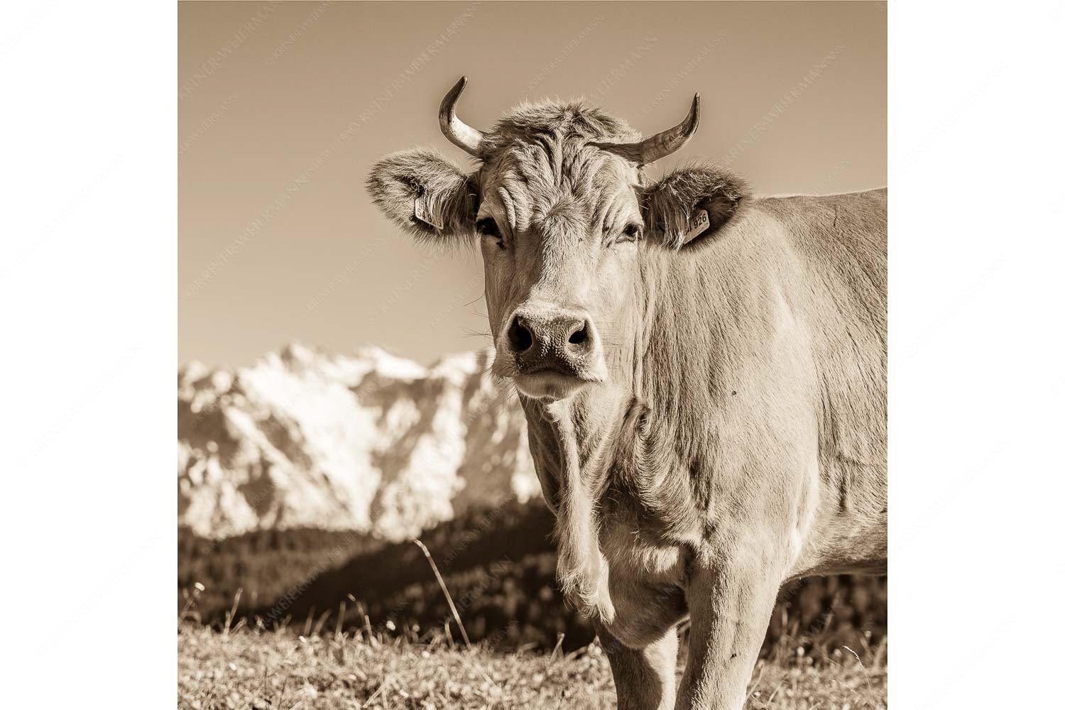 Jungvieh im Werdenfelserland - Gschwandtnerbäurin - Seitenverhältnis 1:1 - Rindvieh Kuh - weitere Infos unter https://www.kriner-weiermann.de