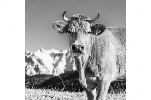 Jungvieh im Werdenfelserland - Gschwandtnerbäurin - Seitenverhältnis 1:1 - Rindvieh Kuh - weitere Infos unter https://www.kriner-weiermann.de