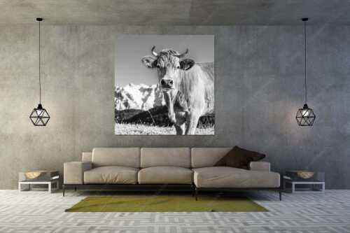 Jungvieh im Werdenfelserland - Gschwandtnerbäurin - Größe ca. 160x160cm, Seitenverhältnis 1 - Rindvieh Kuh - weitere Infos unter https://www.kriner-weiermann.de