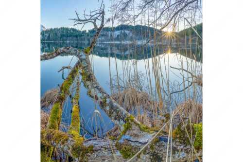 Letzes Sonnelicht am Barmsee - Gstrüp - Seitenverhältnis 1:1 - Wildes Barmsee Ufer - weitere Infos unter https://www.kriner-weiermann.de