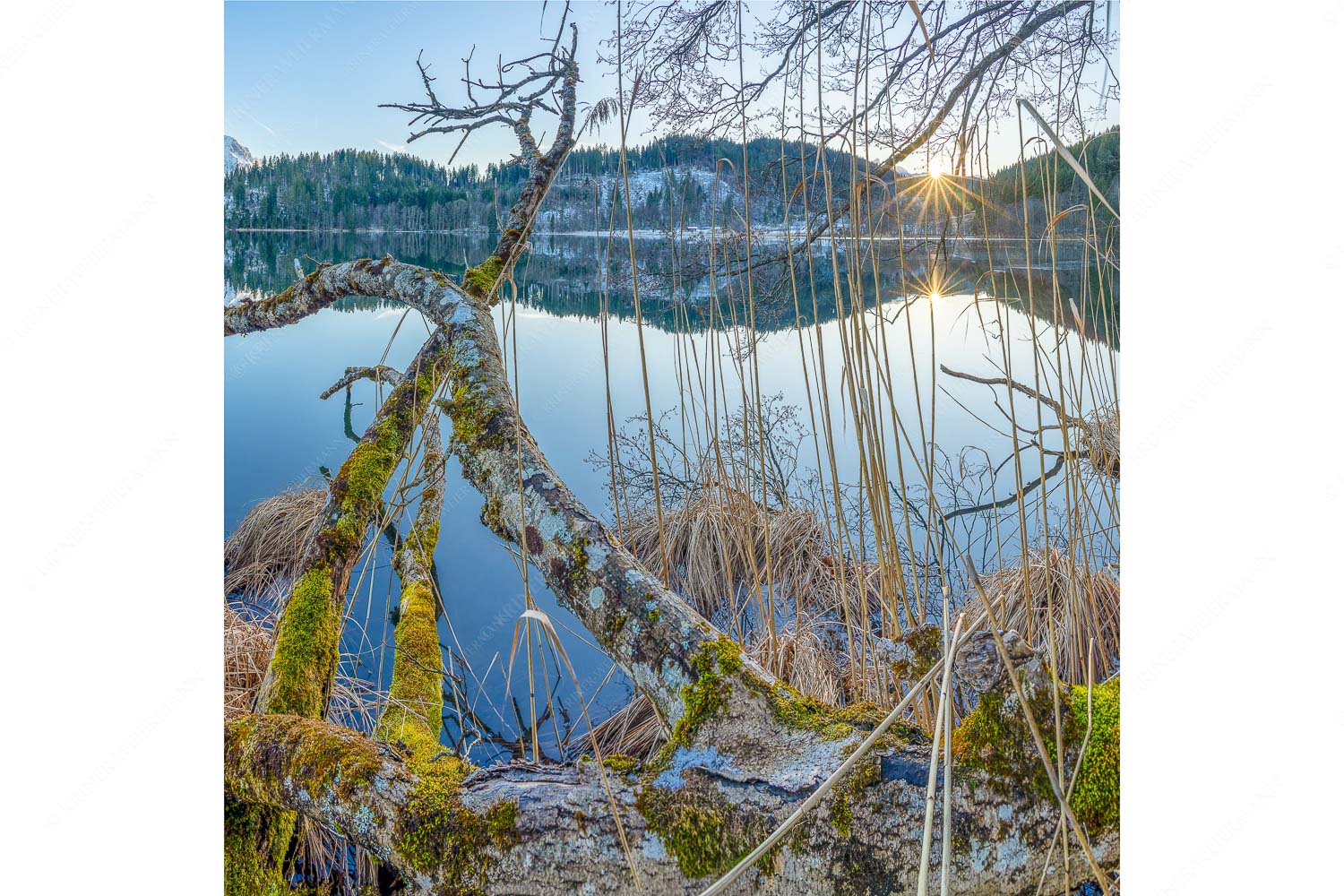 Letzes Sonnelicht am Barmsee - Gstrüp - Seitenverhältnis 1:1 - Wildes Barmsee Ufer - weitere Infos unter https://www.kriner-weiermann.de