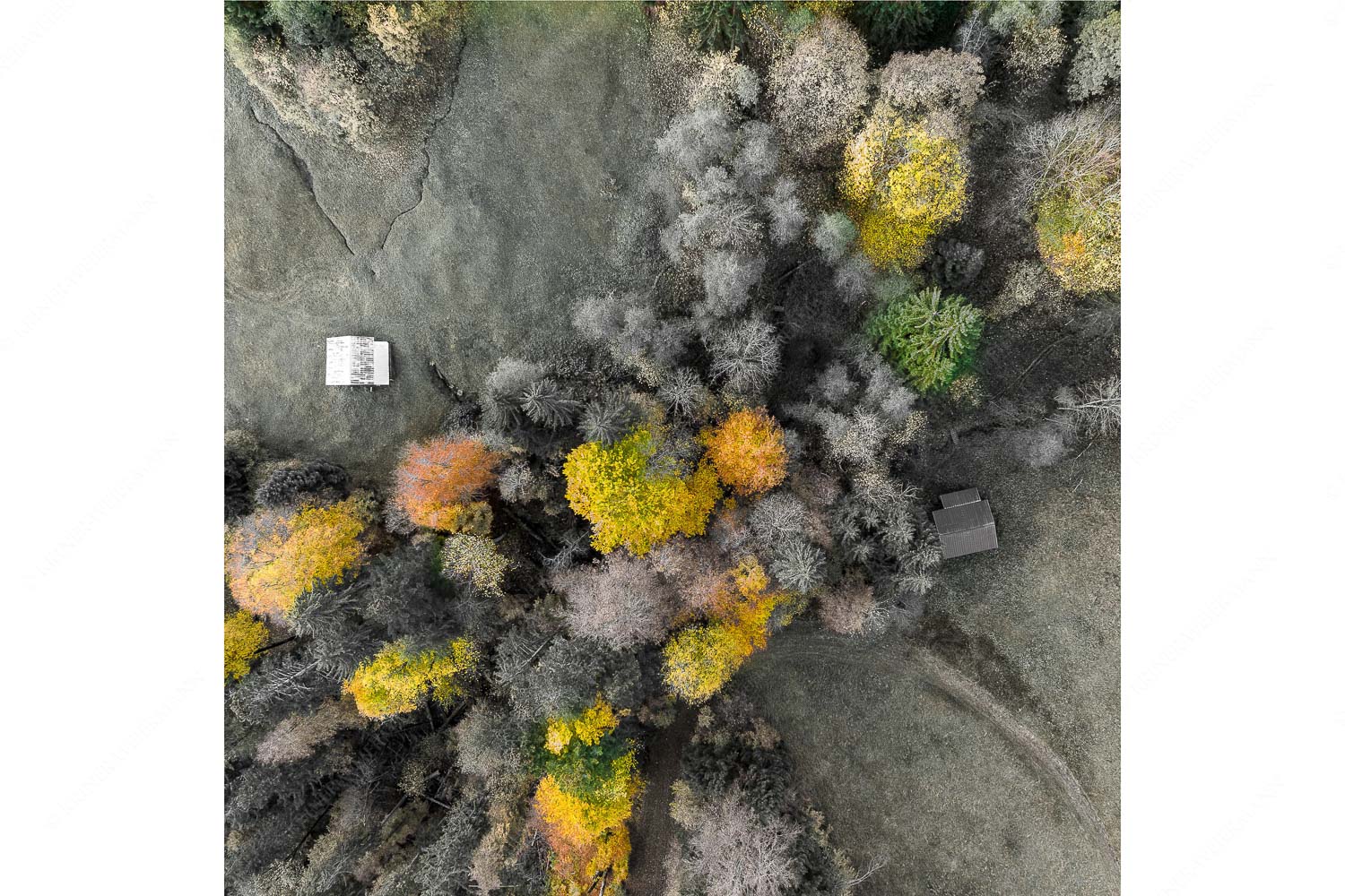 Gsunds Verhältnis – Seitenverhältnis 1:1 — Herbst-Wald von Oben Bergmischwald mit Wiesmahd im Werdenfelser Land