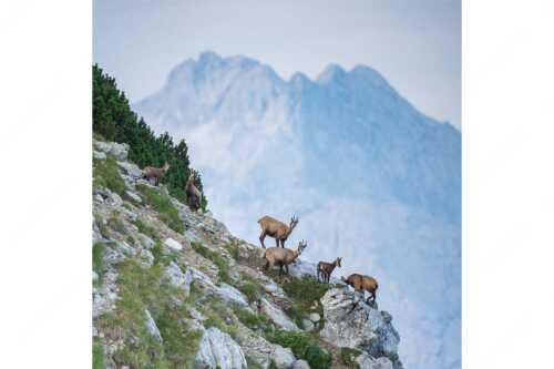 Gams im Estergebirge mit Leutascher- und Partenkirchner Dreitorspitzen - Gute Zeiten - Seitenverhältnis 1:1 - Gams mit Dreitorspitzen - weitere Infos unter https://www.kriner-weiermann.de