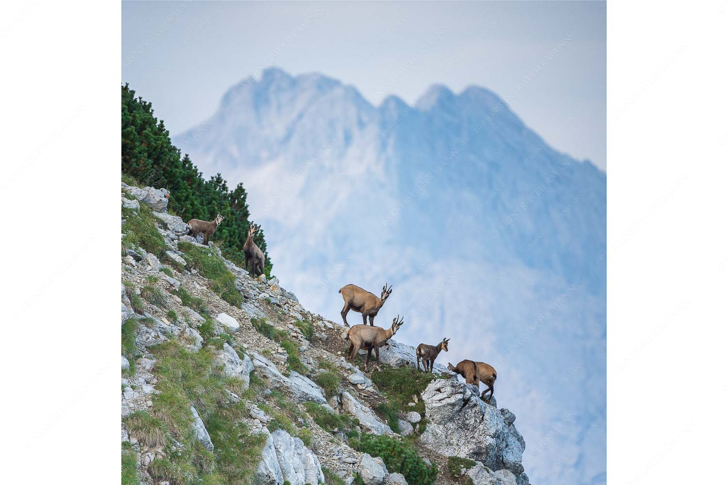 Gute Zeiten – Seitenverhältnis 1:1 — Gams mit Dreitorspitzen Gams im Estergebirge mit Leutascher- und Partenkirchner Dreitorspitzen